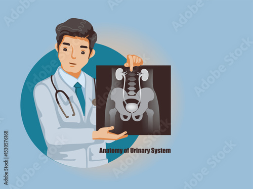 Doctor holding an X-ray of Anatomy of Urinary System