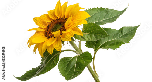 Bright yellow sunflower flower photo with green leaves close up nature photography stock image for backgrounds