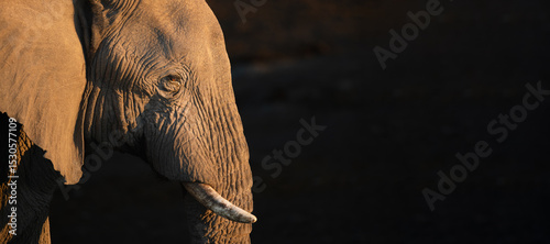 A close up of a desert adapted elephants face in Koakoland, Namibia.