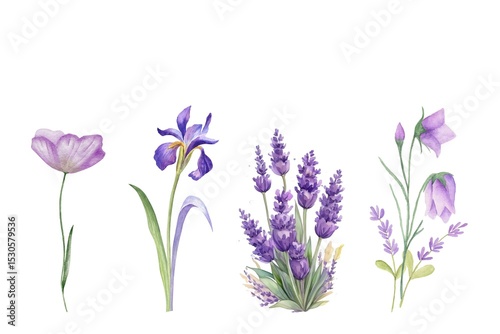 Fototapeta Naklejka Na Ścianę i Meble -  Watercolor of flowers set on white background. Collection of isolated purple flowers