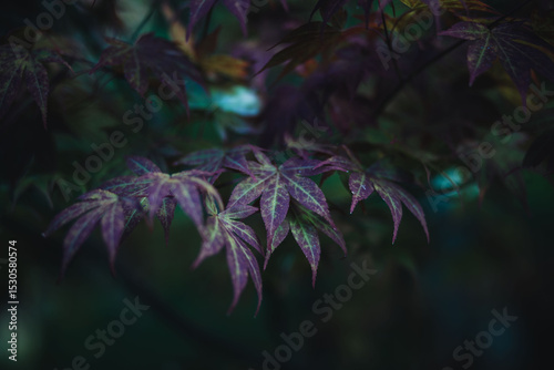 purple and green leaves