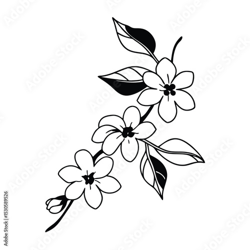 Isolated blossom branch shows white petals and dark leaves in linear clarity
