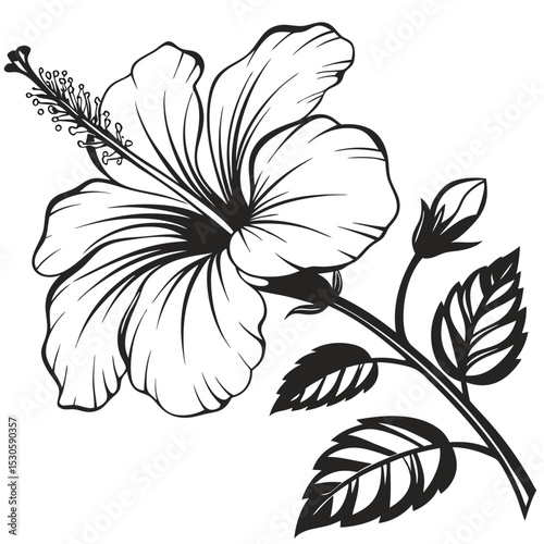 Isolated hibiscus flower blossoms with stems, leaves, and bud showcase bold black and white outline