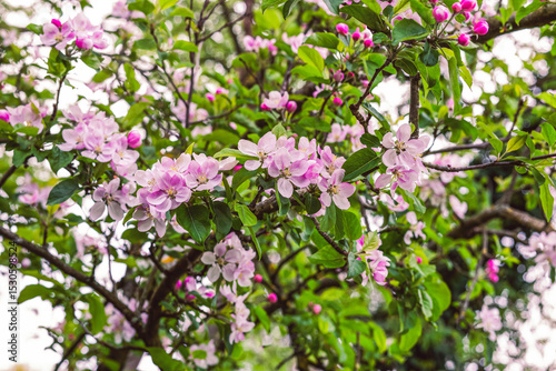 Appletree flowers