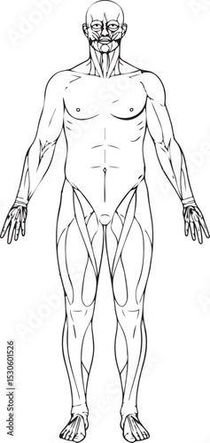 hand-drawn illustration of a man|: human body muscle structure vector art