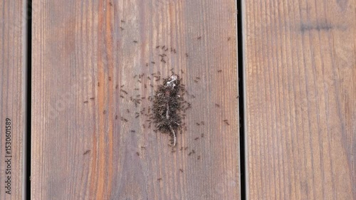 Ants swarm and consume lizard Tarentola angustimentalis in a natural feast