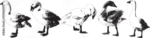 Geese Vector Illustration, Isolated on White Background.