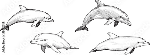 Bottlenose Dolphin engraving line art, stencil art retro style, vector illustratiion for education , isolated on transparent background
