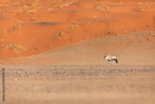 A lone Oryx, or Gemsbok walks through the dunes in Sossusvlei, Namibia.