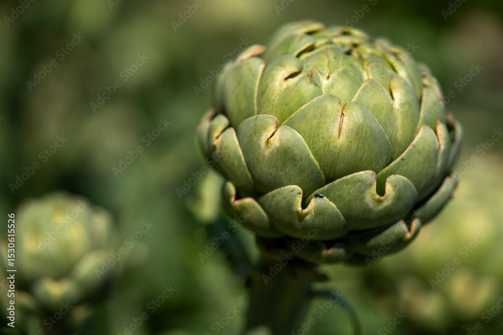 Fototapeta premium Close-Up of Fresh Green Artichoke in Garden