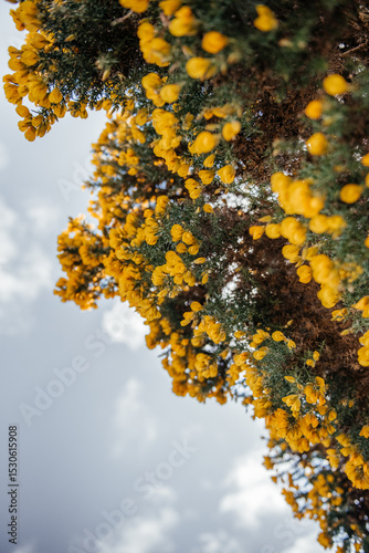 Yellow Gorse Flowers Against Blue Sky photo