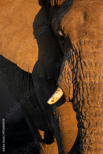 A close up portrait of a desert elephant in the last rays of sunlight in Etosha National Park, Namibia. photo