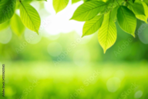 abstract blurred garden and green leaf. green leaves background.