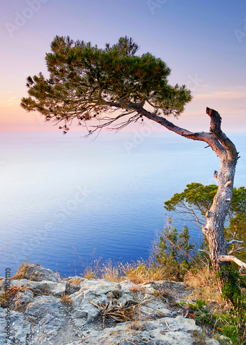 amazing Sunrise Over the Mediterranean Cliffs with a Lone, Wind-Bent Pine Tree Standing Against the Horizon
