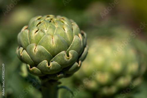 Artichoke growing in garden, close-up of green artichoke bud