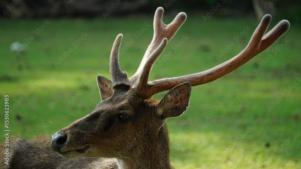 Obraz premium deer in the woods