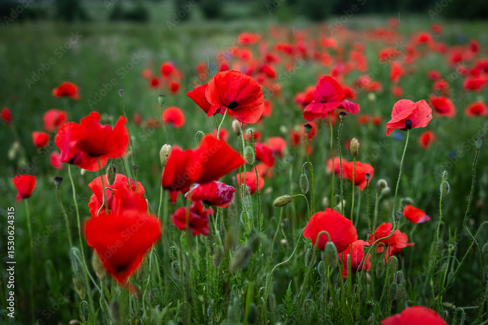 Fototapeta premium Field of bright red poppies blooming in lush green grass. A colorful and peaceful summer landscape capturing the delicate beauty of wildflowers and the freshness of countryside nature