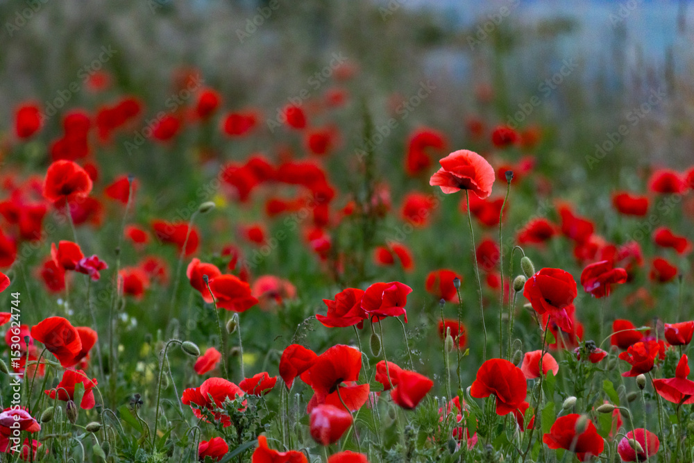 Obraz premium Vivid red poppies blooming in a wild green meadow under natural daylight. A beautiful summer scene symbolizing peace, remembrance, and the delicate charm of wildflowers in nature