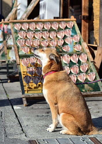 干物屋の店先で店番をする犬