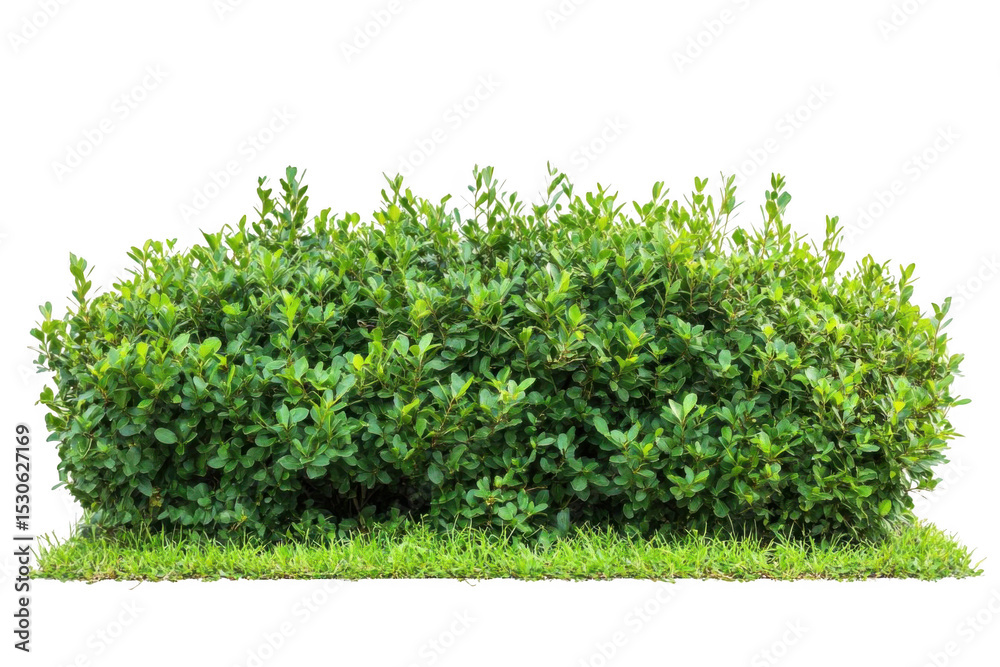 Obraz premium Green Bush Grows Next To Grass On Black Background In Landscape Theme