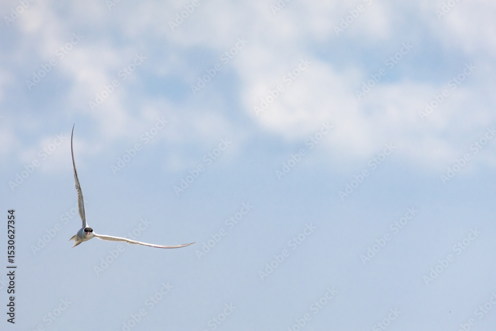 Obraz premium A lone bird glides gracefully under a soft blue sky with scattered clouds. A minimalist nature scene capturing the beauty of freedom, peace, and the boundless space of the sky
