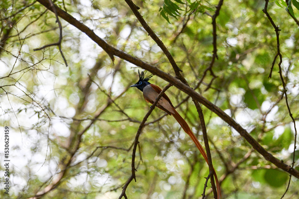 Obraz premium Indian Paradise Flycatcher in Forest sitting on a tree