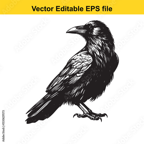 A vector drawing of a crow, in black and white, facing right, perched and looking alert
