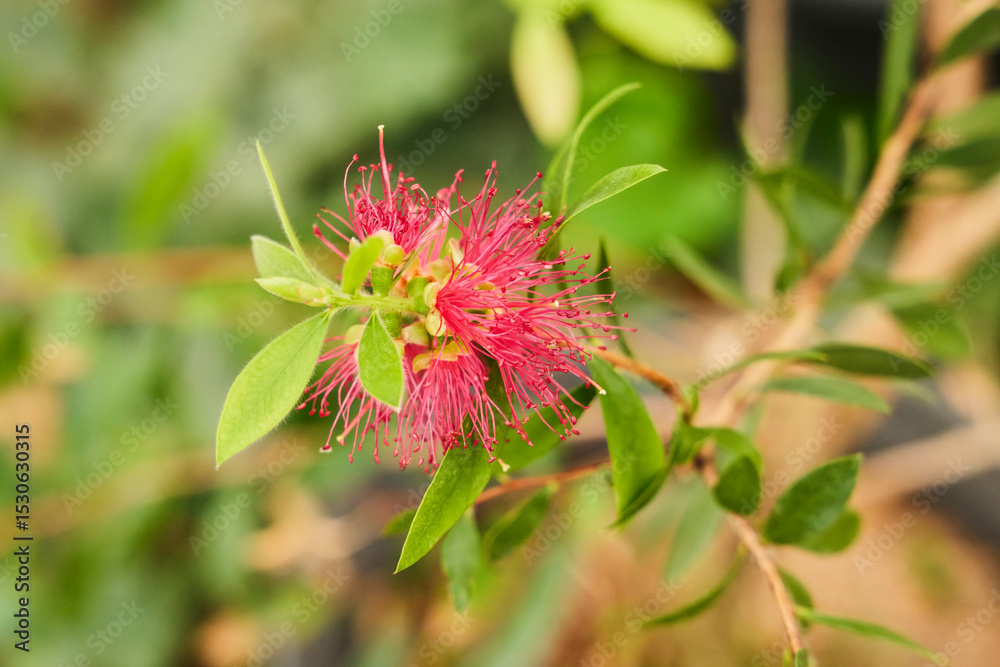 Fototapeta premium Tropical greenhouse. The Callistemon plant. Close-up