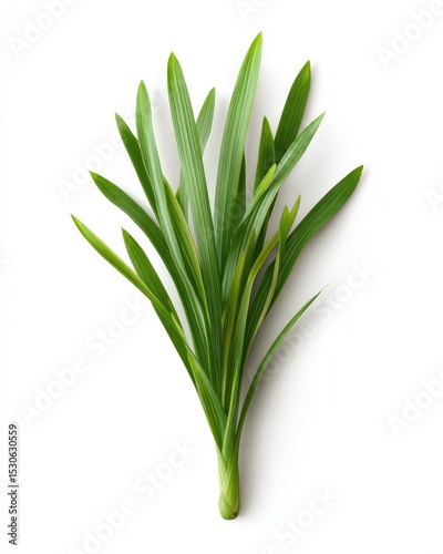 Close-up of a bunch of vibrant green leaves