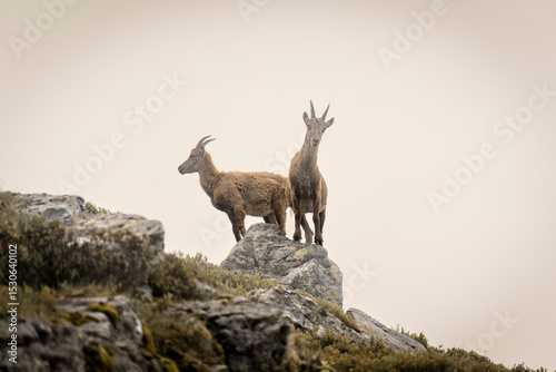 Deux chamois sur un rocher