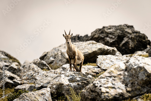 Chamois sur un rocher
