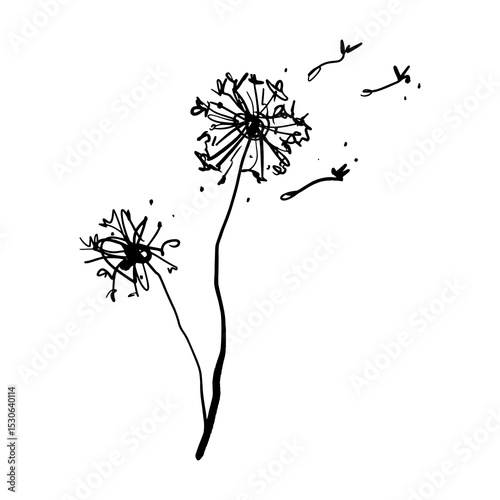 Black and white black grunge brush decorative dandelion logo or label printable sketchy art. Boho floral hand drawn vector illustrations on abstract background wall poster decor for home, interior