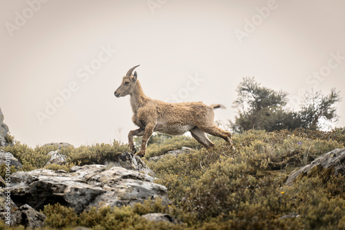 Chamois en train de courir