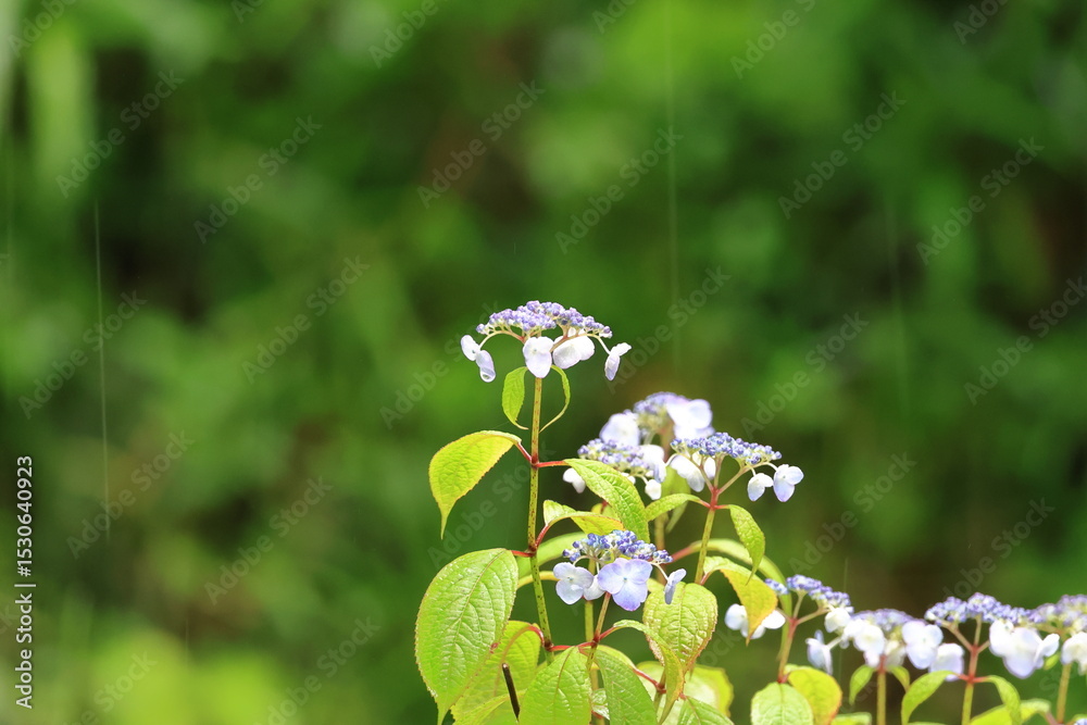 Obraz premium Hydrangeas that get wet in the rain and become vivid