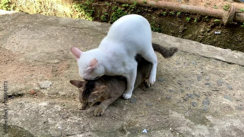Two cats mating on a concrete surface in an outdoor setting, showing natural feline behavior.