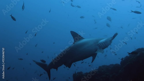 Majestic hammerhead sharks navigating deep ocean waters