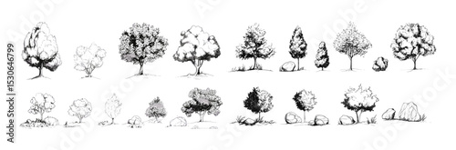 Side view sketch style tree and stone cad drawing, minimal line graphics set, outline symbol for landscape design and architecture. Vector illustration, stroke fill, cutout, outdoor.