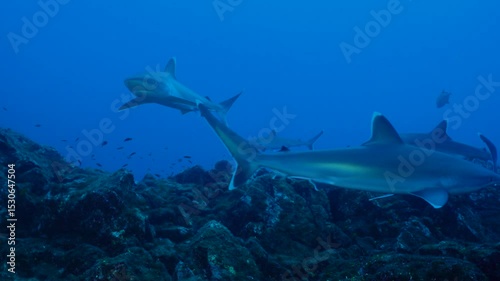 Silvertip sharks swimming over volcanic reef