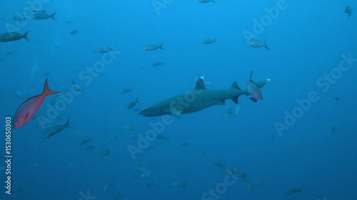 Oceanic whitetip shark swimming in blue water