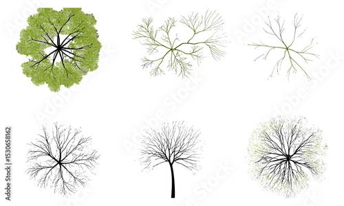 Tree top view vector illustration, white background, cad layout, landscape design, foliage elements, architecture site plan, garden vector, environmental mapping, nature, transparent background.