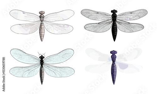 Beetle insect wings set, realistic dragonfly wings, insect isolated on white, vector illustration, cutout, entomology art, wing anatomy, nature collection, insect detail, bug drawing.