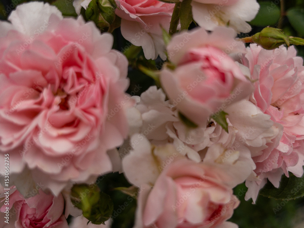 Fototapeta premium Close-up of Blooming Pink Garden Roses in Soft Natural Light