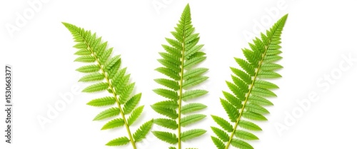 Three vibrant green fern leaves, isolated on pure white background, fern, green leaf