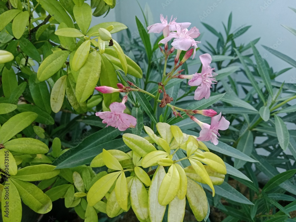 Obraz premium A Flower Blooming Under the Scorching Heat