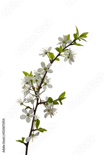 cherry branch with flowers and leaves isolated on a white background