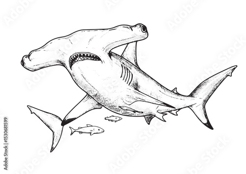  Hammerhead Shark, different angel view, engraving, hand drawn, line art, vector illustration, isolated on transparent background