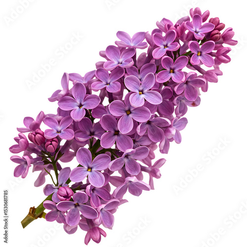 Vibrant Lilac Blossom: Spring Floral Close-Up