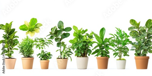Wallpaper Mural Row of potted green plants against a white background. Variety of foliage textures and shapes, in terracotta and white pots. Lush and healthy looking. Torontodigital.ca