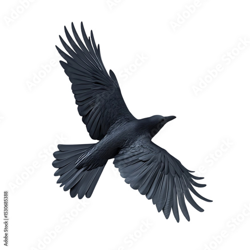 Black Bird Flying with Spread Wings in Air on Transparent Background.