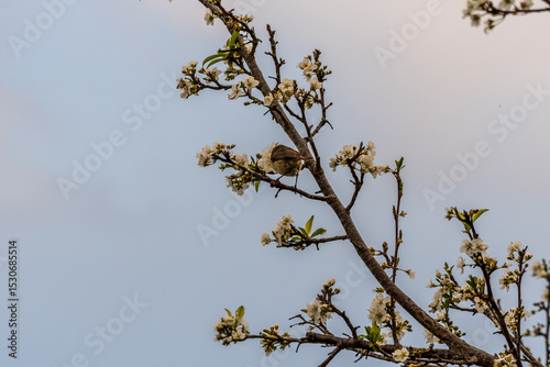 Phylloscopus collybita pertenece a la familia de Phylloscopidae.